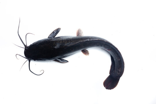 African catfish isolated on white backgound
