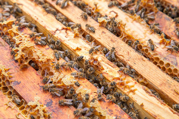 Open hive showing the bees swarming on a honeycomb..