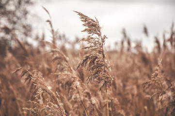 ears of wheat