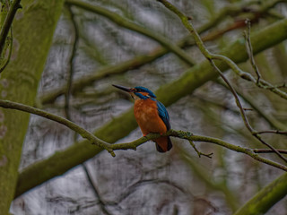 The common kingfisher, Alcedo atthis, also known as the Eurasian kingfisher, and river kingfisher, is a small kingfisher with distribution across Eurasia and North Africa.