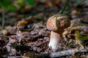 Single Boletus mushroom in the wild. Porcini mushroom grows on the forest floor at autumn season..