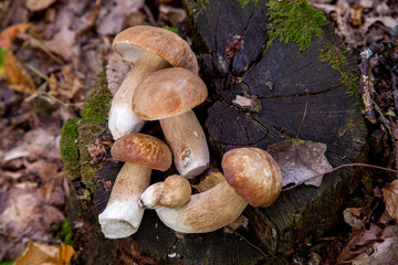 Several boletus mushroom in the wild. Porcini mushroom (Boletus aereus) on old fungy hemp in forest at autumn season..