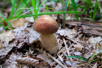 Boletus mushroom in the wild. Porcini mushroom grows on the forest floor at autumn season..