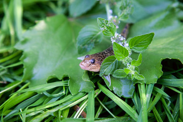 Close up view of freshwater bullhead fish or round goby fish just taken from the water on big green leaf..
