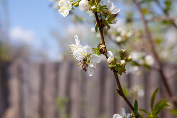 Honeybee on white flower of cherry tree collecting pollen and nectar to make sweet honey with medicinal benefits..