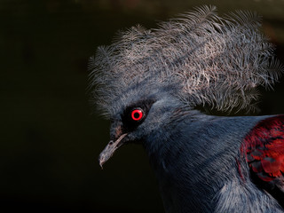 The western crowned pigeon, Goura cristata, also known as the common crowned pigeon or blue crowned pigeon.
