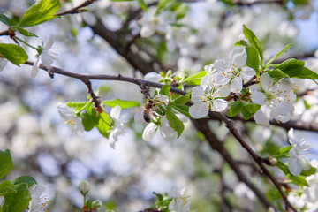 Honeybee on white flower of apple tree collecting pollen and nectar to make sweet honey with medicinal benefits..