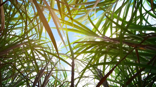 View of the sky from a thicket of sugarcane on a plantation. Mauritius island