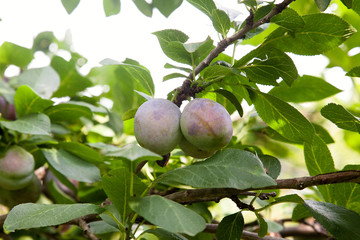 Plum tree branch with ripe juicy fruits on sunset light..