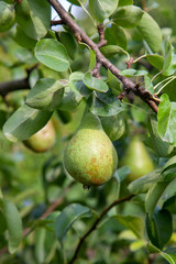 Shiny delicious pears hanging from a tree branch in the orchard..