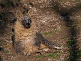 The brown hyena, Hyaena brunnea, also called strandwolf, is a species of hyena found in Namibia,...