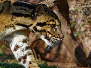 The clouded leopard, Neofelis nebulosa, is a wild cat occurring from the Himalayan foothills through mainland Southeast Asia into southern China.