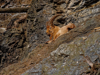 The West Caucasian tur, Capra caucasica, is a mountain-dwelling goat-antelope found only in the western half of the Caucasus Mountains range.