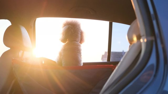 Dog traveling in a car seat the back seat of a car.