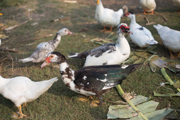 small duck livcestock in agriculture farm