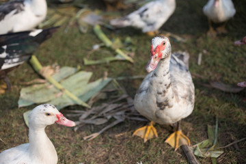 small duck livcestock in agriculture farm