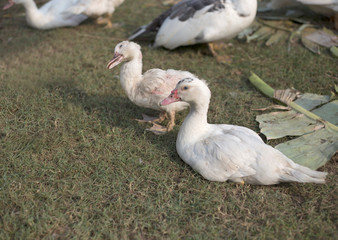 small duck livcestock in agriculture farm