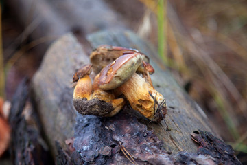 Group of wild edible bay bolete known as imleria badia or boletus badius mushroom on old stump in pine tree forest..