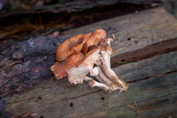 Wild forest mushrooms honey agarics in the forest..