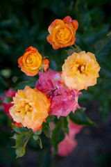 Beautiful rose bush growing in the garden.