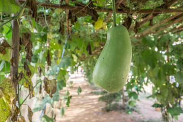 green mellon ivy on wood bamboo rack
