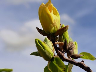 Bunch of yellow flower buds, upward shot, close up