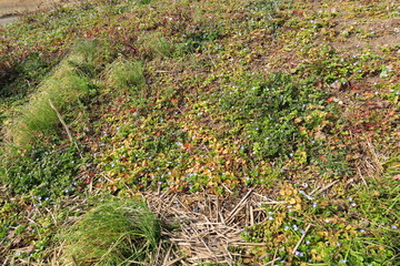 オオイヌノフグリ咲く早春の野原風景