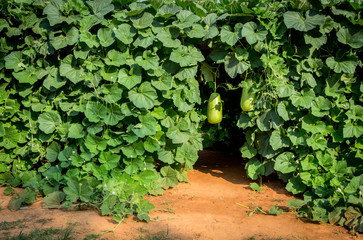 green ivy wall in agriculture ecology field