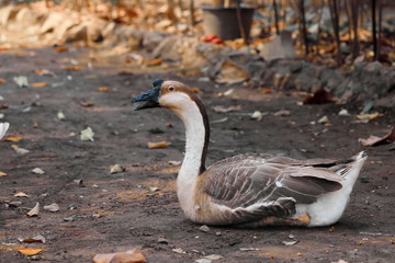 The nature of geese is lying on the ground.