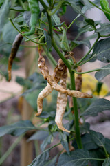 Anthracnose or Dried Shrimp in Chili.