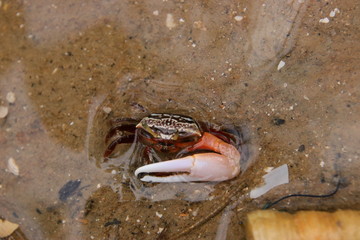 crab on the beach