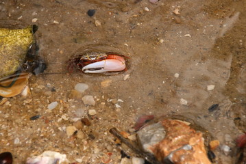 crab on the beach