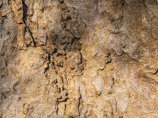 Abstract grungy of wooden bark used as background or wallpaper or backdrops