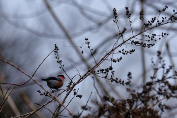 eurasian bullfinch in forest