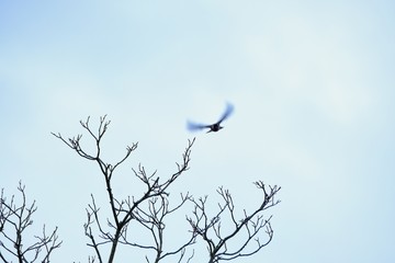 eurasian bullfinch in forest
