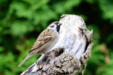 Feldsperling bei der Futtersuche	