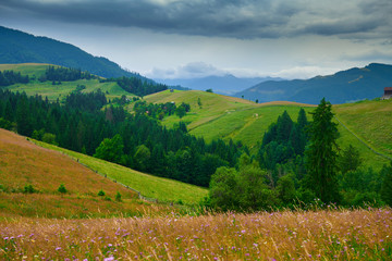 nature, summer landscape in carpathian mountains, wildflowers and meadow, spruces on hills, beautiful cloudy sky