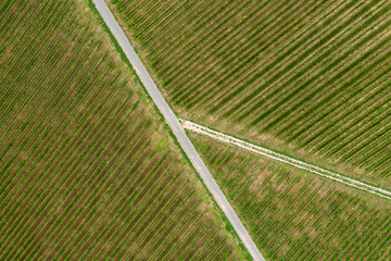 Drausicht auf die Rebstöcke in einem Weinberg