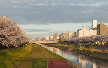 Fototapeta premium 桜川の桜