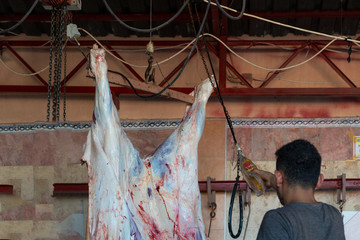 Slaughter house with appliance and slaughtering animal.