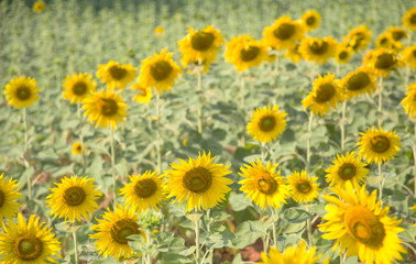 landscape of sunflower on field in summer time.