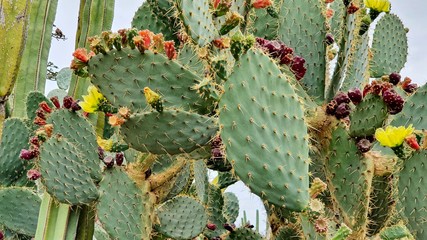 Flowering cactus