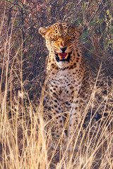 Leopard (Panthera pardus) schaut aus Busch und faucht, Kenia, Ostafrika