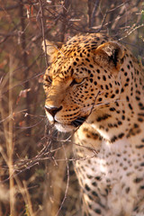  Leopard (Panthera pardus) schaut aus Busch, Kenia, Ostafrikaafrika