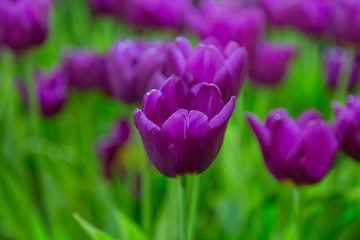 Tulip flowers selective focus with green background