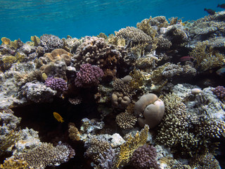 Fototapeta na wymiar The underwater world of the Red Sea