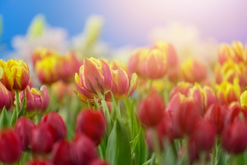 Tulip flowers selective focus