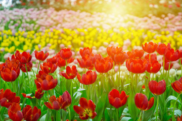 Tulip flowers selective focus with green background