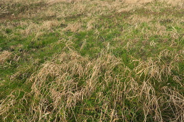 枯れ草と若葉のある早春の土手風景