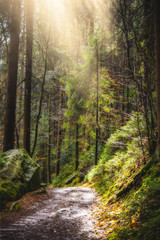 Obraz premium Wald Sonne Wasser Bach